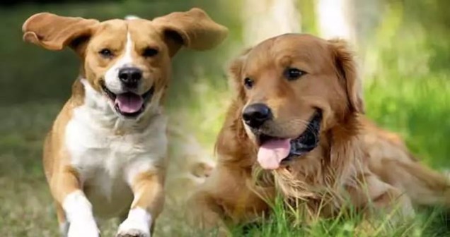 Rüyada 2 Köpek Görmek Ne Anlama Gelir?