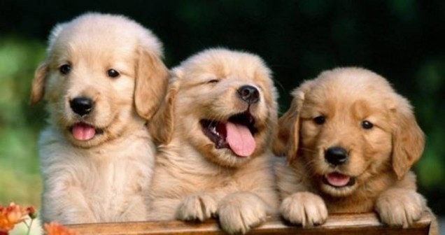 Rüyada 3 Tane Köpek Yavrusu Görmek Ne Anlama Gelir?