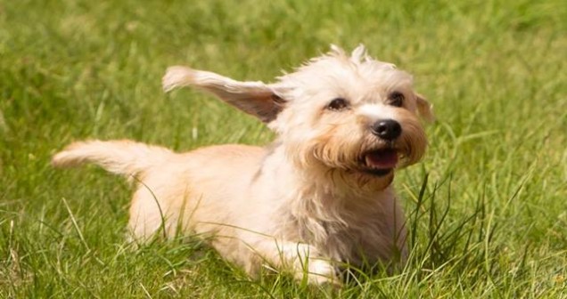 Rüyada Ağlayan Köpek Görmek Ne Anlama Gelir?