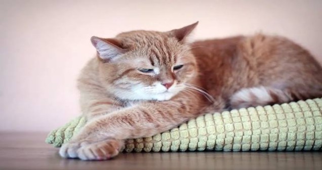 Rüyada Ayağına Kedi Dolanması Görmek Ne Anlama Gelir?