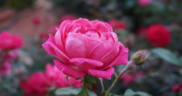 Rüyada Pembe Gül Koklamak Ne Anlama Gelir?